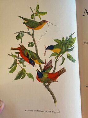 First Edition 1936 AUDUBON by Constance Rourke 12 Color Plates Harcourt Brace HC
